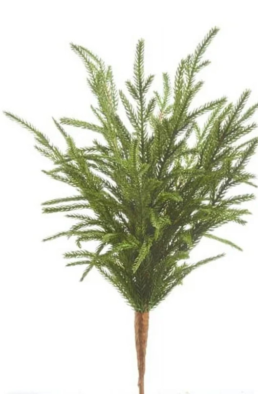Holiday Norfolk Pine pick