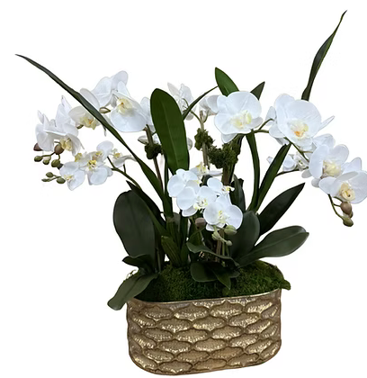 Orchid in large gold planter