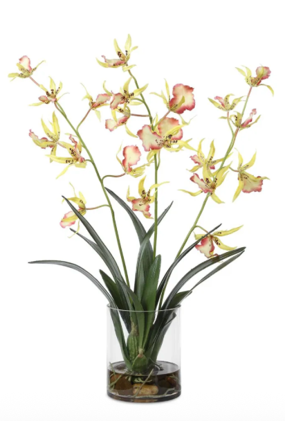 Orchid Spider orchid in a glass container 31" H
