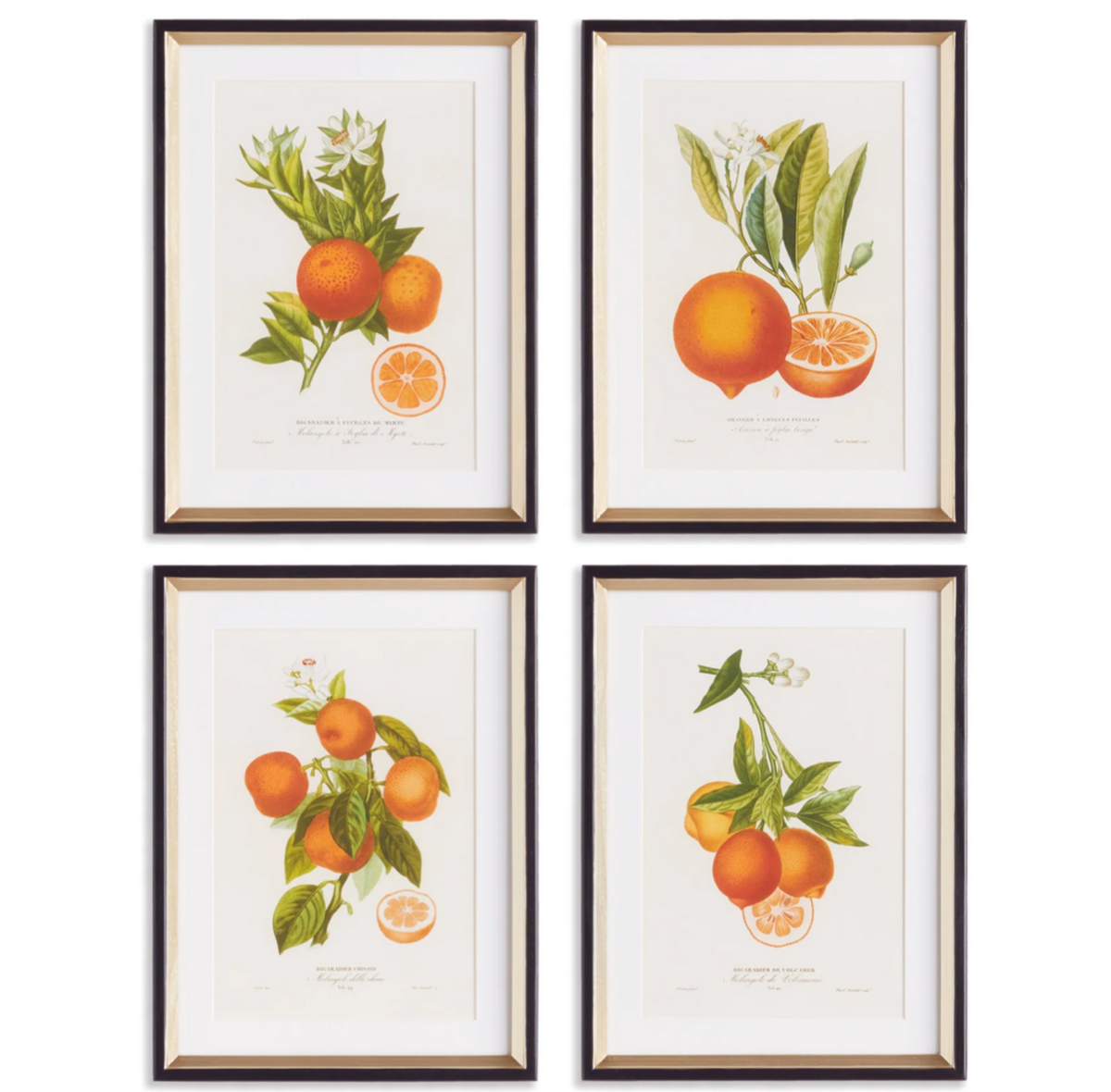 CITRUS CUTTINGS STUDY, SET OF 4