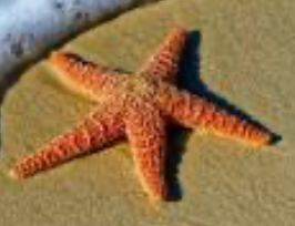 Accessory starfish 5-6"