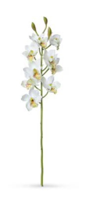 Floral orchid stems
