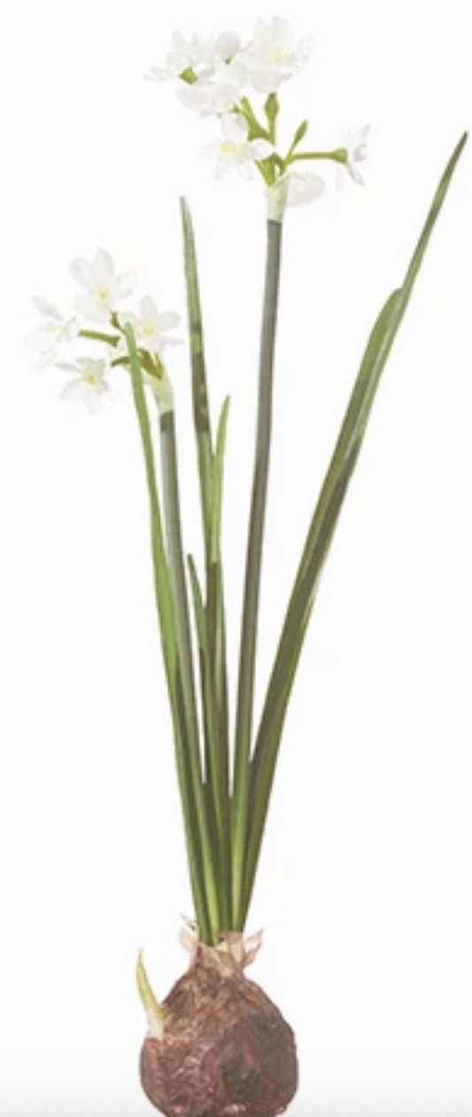 Holiday Paperwhite bulb 18"