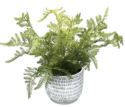 Fern in pot