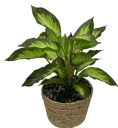 Plant in Basket