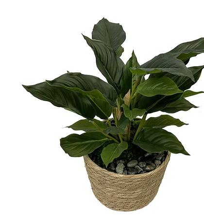 Plant in Basket