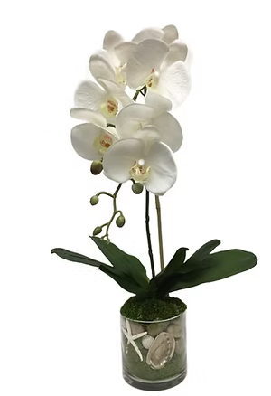 Orchid with shells