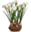 Narcissus 15" drop in
