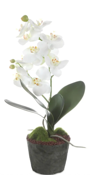 Orchid white drop in Height 15"