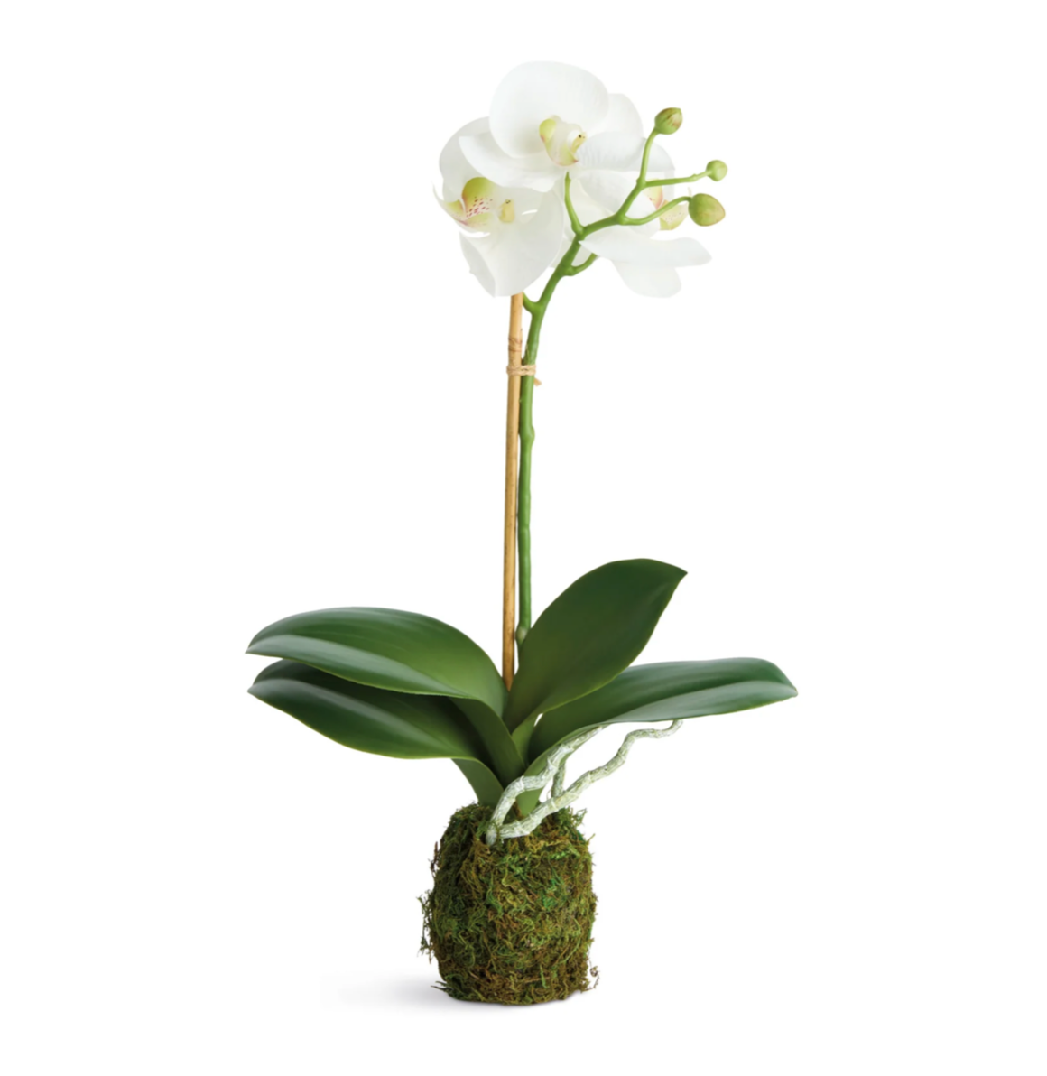 PHALAENOPSIS ORCHID DROP-IN 15"