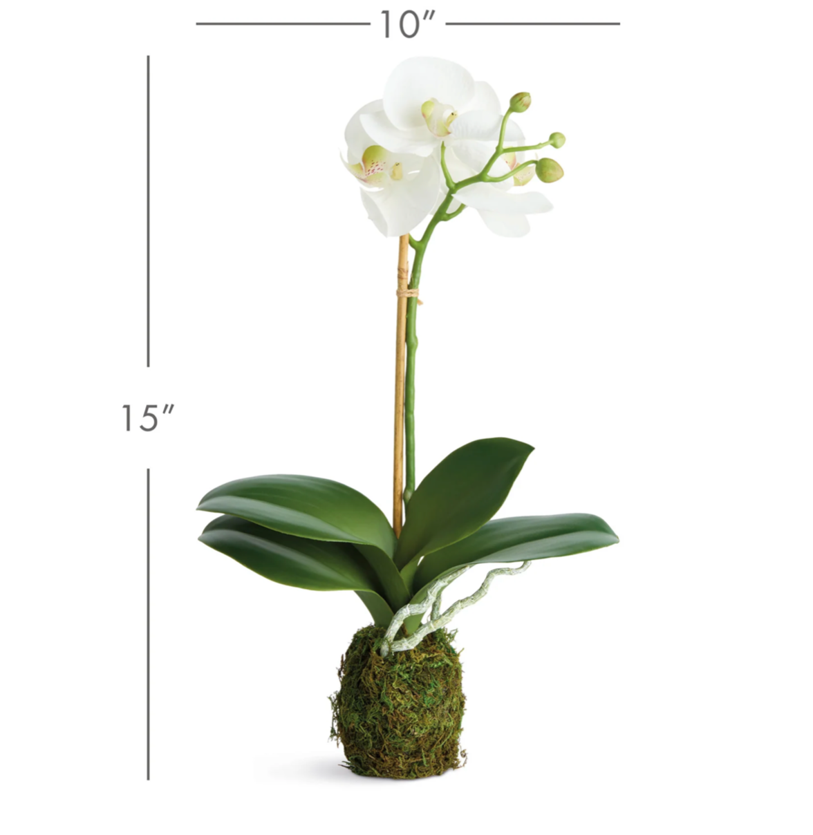 PHALAENOPSIS ORCHID DROP-IN 15"