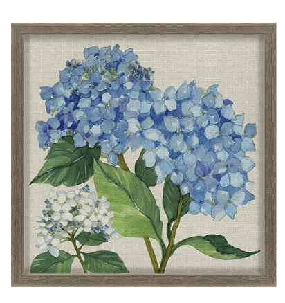 Hydrangea Study