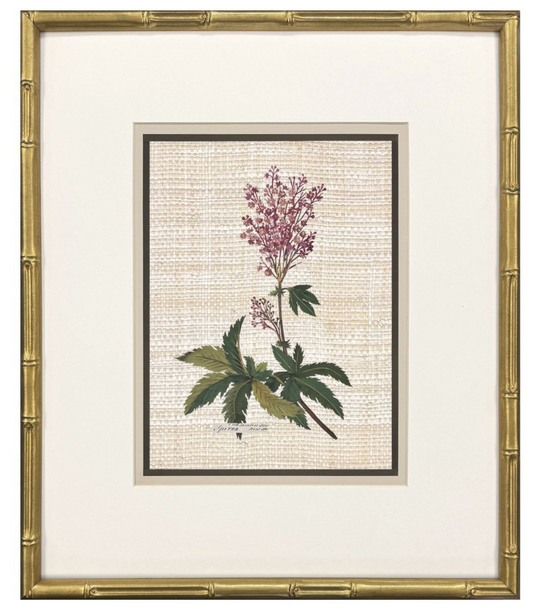 Antique Botanica