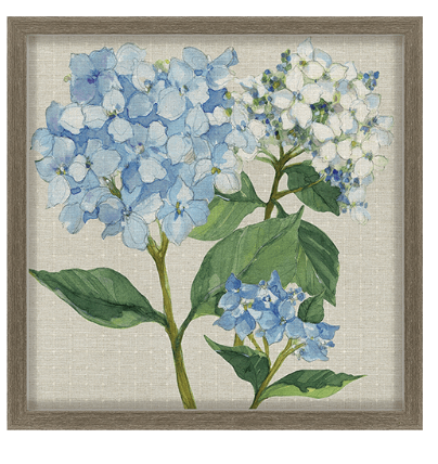 Hydrangea Study