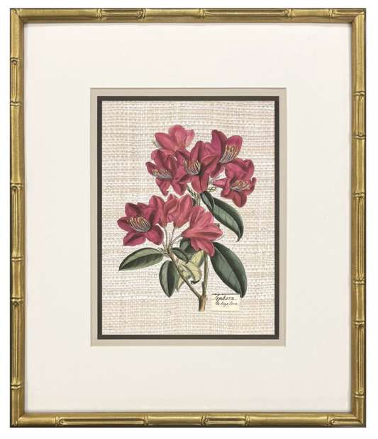 Antique Botanica