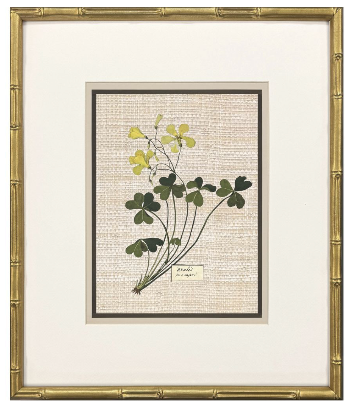 Antique Botanica